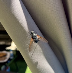 Satyramoeba hetrusca