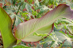 Canna indica
