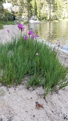 Primula tetrandra