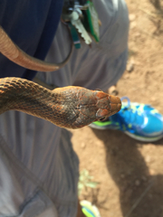 Pantherophis bairdi