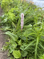 Achillea ptarmicoides