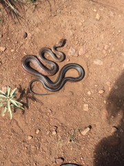 Pantherophis bairdi