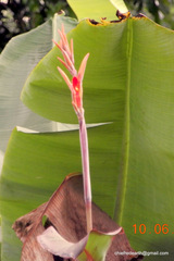Canna indica