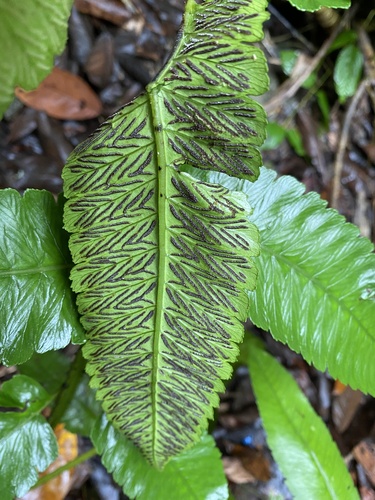 Diplazium proliferum