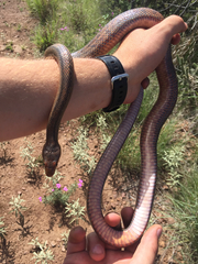 Pantherophis bairdi