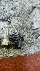 Chalcolepidius rugatus