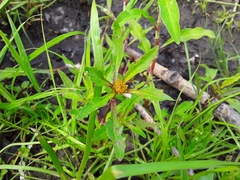 Bidens radiata