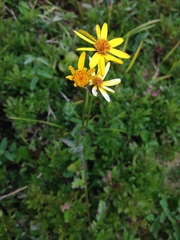 Packera pseudaurea