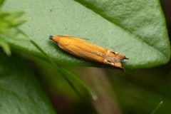 Lathronympha strigana