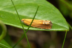 Lathronympha strigana