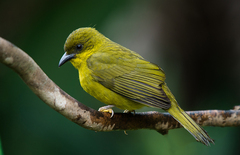 Orthogonys chloricterus