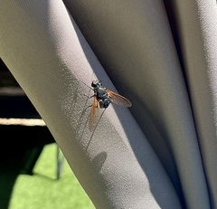 Satyramoeba hetrusca