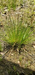 Eleocharis lanceolata