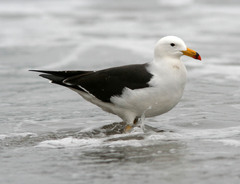Larus belcheri