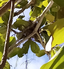 Tyrannus dominicensis