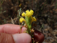 Castilleja lacera