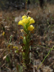 Castilleja lacera