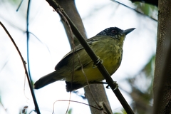 Dysithamnus stictothorax