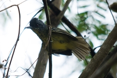 Dysithamnus stictothorax