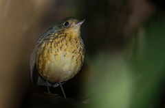 Cryptopezus nattereri