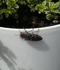 Chrysobothris dentipes