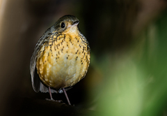 Cryptopezus nattereri