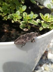 Chrysobothris dentipes