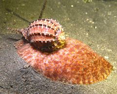 Harpa articularis