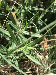 Gentiana pneumonanthe