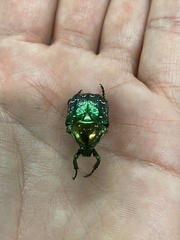 Protaetia orientalis orientalis
