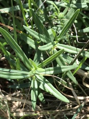 Gentiana pneumonanthe