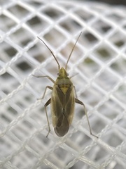Amblytylus nasutus