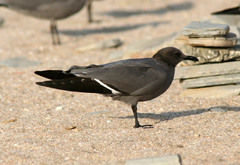 Leucophaeus modestus