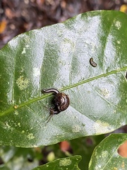 Helicarion permolle