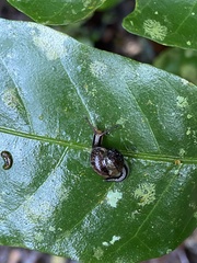 Helicarion permolle