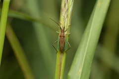Stenodema holsata