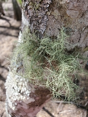 Usnea trichodea