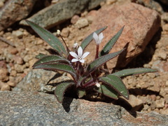 Collomia tinctoria