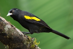 Golden-Winged Cacique photo 2