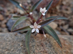 Collomia tinctoria