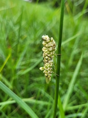 Pseudocreobotra ocellata