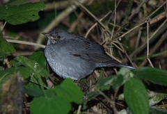 Turdus subalaris
