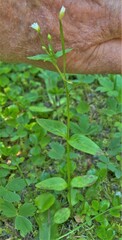 Epilobium lactiflorum