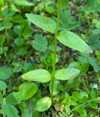 Epilobium lactiflorum