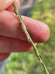 Ululodes macleayanus