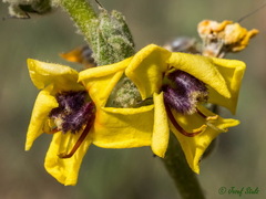Verbascum dentifolium
