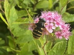 Sericomyia silentis
