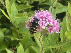Sericomyia silentis