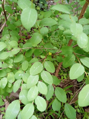 snowberrytree