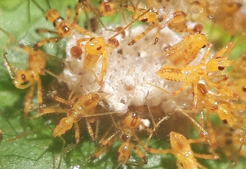 Leafhopper Assassin Bug